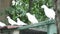 Beautiful White doves