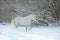 Beautiful white dressage horse runs in winter woods