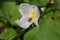Beautiful White Echinodorus palifolius flowers & x28;Melati Air in Indonesian or Mexican-Sword Plant& x29;