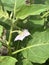 beautiful white eggplant flowers in the garden