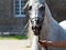 Beautiful white egyptian arabian horse