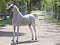 Beautiful white egyptian arabian horse