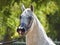 Beautiful white egyptian arabian horse