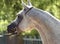 Beautiful white egyptian arabian horse