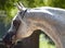 Beautiful white egyptian arabian horse