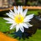 Beautiful white Egyptian water lily flower