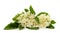 Beautiful white elderflower