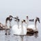 Beautiful white elegant swans bird on a foggy winter river.