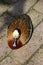 A beautiful White-faced Whistling Duck in the Birds of Eden free flight sanctuary, South Africa.