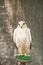 A beautiful white falcon in an aviary