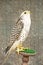 A beautiful white falcon Falco rusticolus