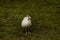Beautiful white feathered peacock on green grass.