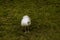 Beautiful white feathered peacock on green grass.