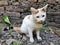 A beautiful white female calico cat is sitting on the ground