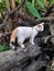 A beautiful white female calico cat is standing on the pile of wood