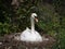 Beautiful white female mute swan portrait, sitting on her nest incubating eggs in a sunny day