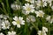 Beautiful white field chickweed flowers