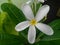 Beautiful white flower blooming in garden, nature photography in rainy season, gardening background