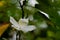 Beautiful White flower on blur background