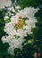 Beautiful white flower with curves and many filamentous stamens