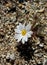 Beautiful white flower of desert star, Anza Borrego Desert State Park
