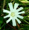 Beautiful white flower different look with green grass background in the farm