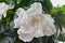 Beautiful white flower gardenia on green background