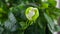 Beautiful white flower gardenia on green background