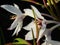 Beautiful White Flower of Gladiolus Callianthus in the Garden. Stock Photo