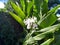 Beautiful white flower with green leaves.