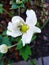 Beautiful white flower with green middle