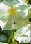 Beautiful white flower head with a spider