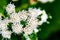 Beautiful White flower, Looks like a specie of Ageratina altissima, richweed, snakeroot