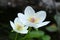 Beautiful white flower of northern grass-of-Parnassus