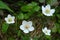 Beautiful white flower of northern grass-of-Parnassus