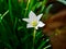 Beautiful white flower ornithogalum umbellatum grass lily in bloom