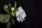 Beautiful white flower rose or adenium on black background with copy space