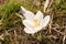 Beautiful white flower in Sargans in Switzerland