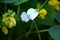 The beautiful white flower of soya been in the garden