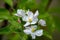 Beautiful white flower. Spring has come the gardens have bloomed