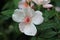 Beautiful white flower with transparent raindrops