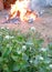 Beautiful White flower with view burning rubbish outside the house