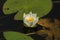 Beautiful white flower of water lilly (Nymphaea alba