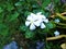 A Beautiful White Flower & Waterdrop Greenish Leaves