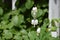 Beautiful White Flowering Bleeding Heart Plant in the Spring