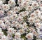 Beautiful white flowering evergreen rock plant