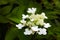 Beautiful white flowering flower branch. Hydrangea in spring.