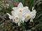 Beautiful white flowers