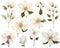 Beautiful White Flowers - Add Sparkling Elegance to Your Home Decor