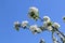 Beautiful white flowers of apple and blue sky